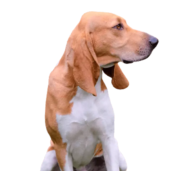 Schweizer Laufhund Bild