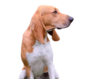 Schweizer Laufhund