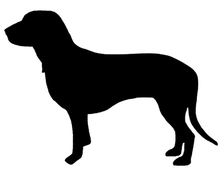 Bild für Schweizerischer Niederlaufhund