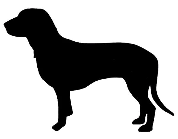 Schweizerischer Niederlaufhund Bild