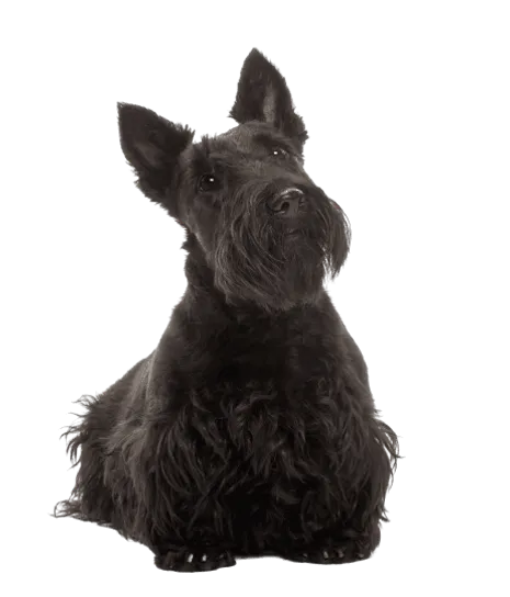 Scottish Terrier