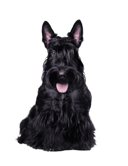 Scottish Terrier
