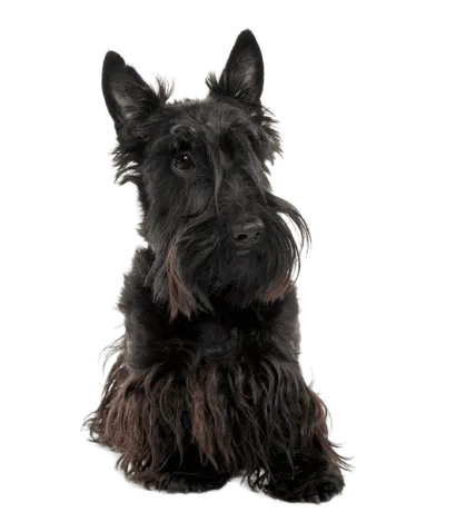 Scottish Terrier