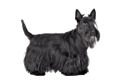 Scottish Terrier