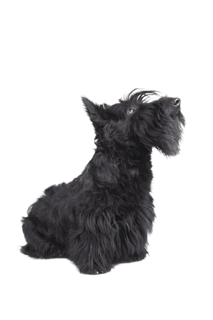 Scottish Terrier
