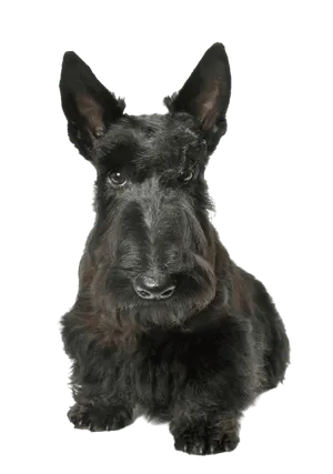 Scottish Terrier