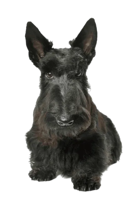 Bild für Scottish Terrier