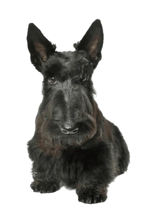 Scottish Terrier Bild