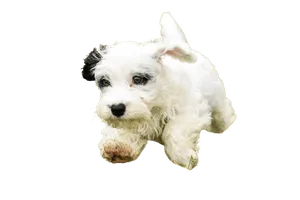 Sealyham Terrier