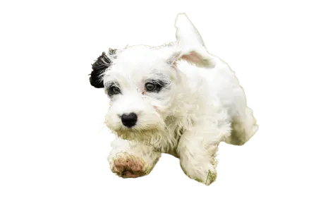 Sealyham Terrier