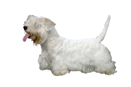 Sealyham Terrier