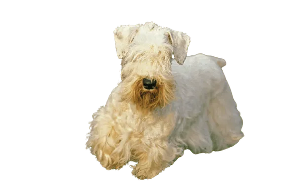 Sealyham Terrier