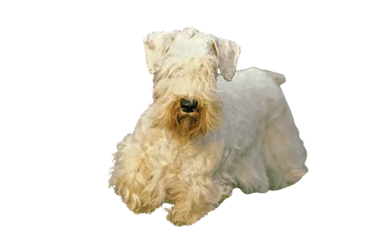 Sealyham Terrier