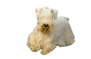 Sealyham Terrier