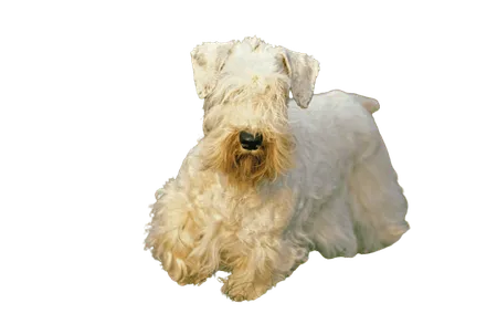 Sealyham Terrier