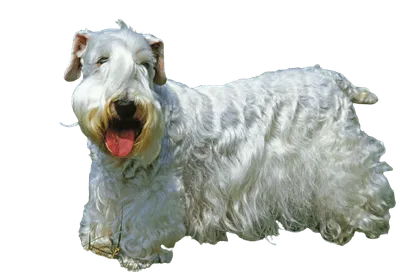 Sealyham Terrier