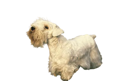 Sealyham Terrier