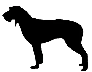 Segugio Italiano (Drahthaar)