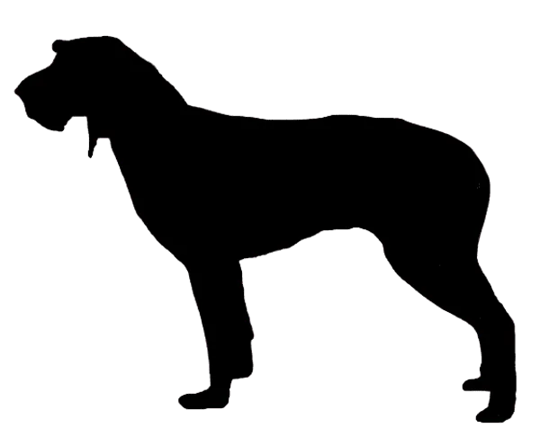 Segugio Italiano (Drahthaar) Bild