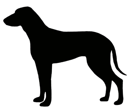 Bild für Segugio Italiano (Kurzhaar)