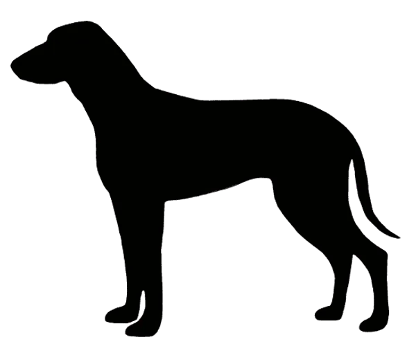 Segugio Italiano (Kurzhaar) Bild