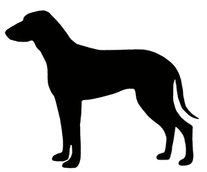 Segugio Italiano (Kurzhaar)