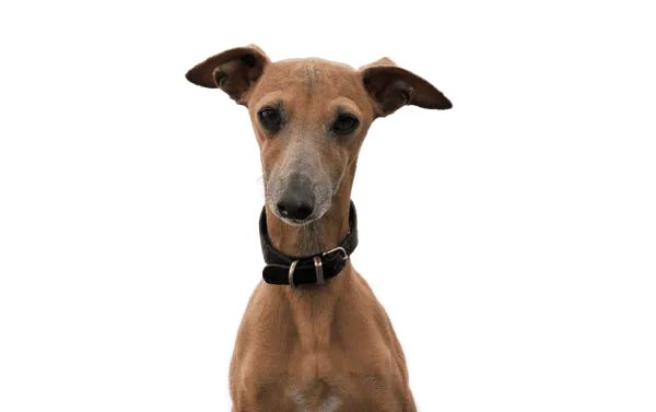 Segugio Maremmano Bild