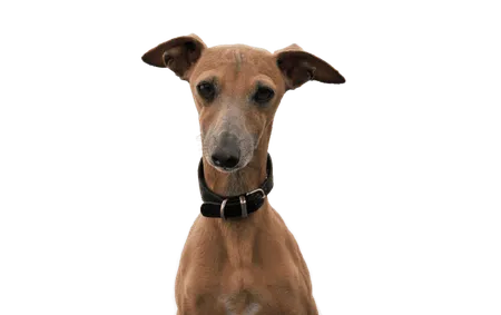 Bild für Segugio Maremmano