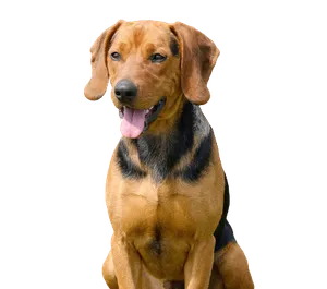Serbischer Laufhund