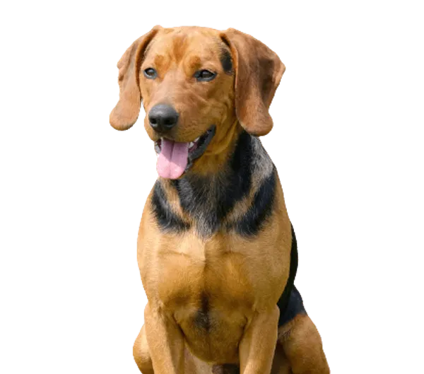 Serbischer Laufhund Bild