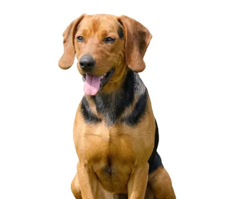 Bild für Serbischer Laufhund