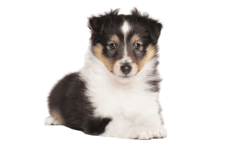 Shetland Sheepdog (2)