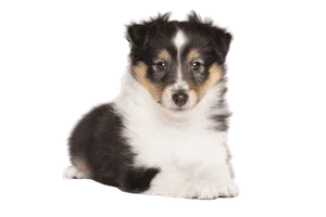 Shetland Sheepdog (2)
