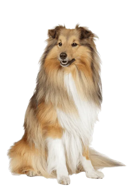 Shetland Sheepdog (1)