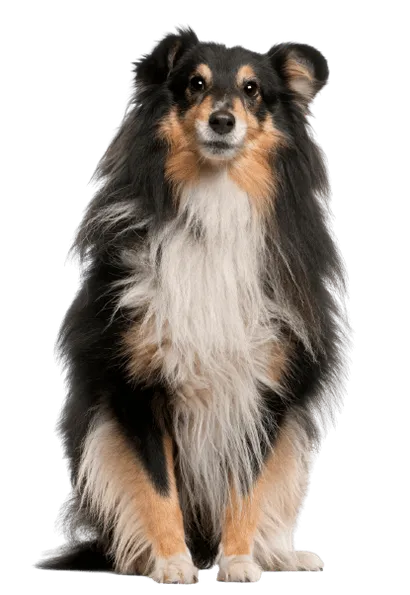 Shetland Sheepdog (5)