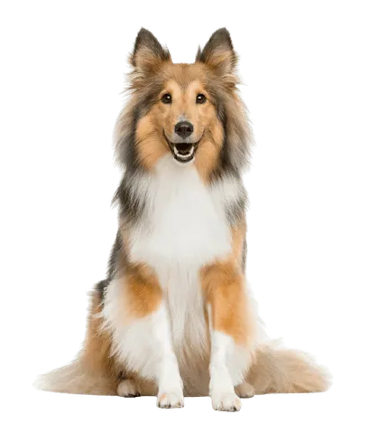 Shetland Sheepdog (6)