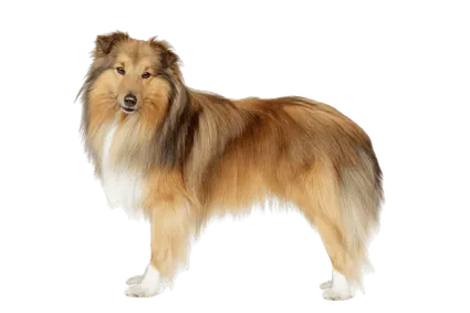 Shetland Sheepdog (4)