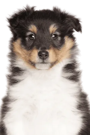 Shetland Sheepdog