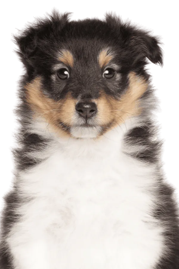 Shetland Sheepdog Bild