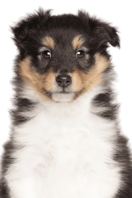 Bild für Shetland Sheepdog