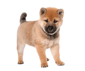 Shiba Inu Puppy