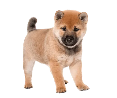 Shiba Inu Puppy
