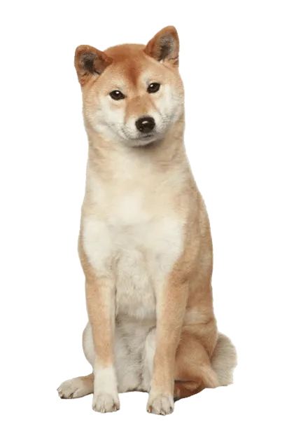 Shiba Inu Senior