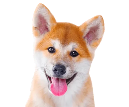 Bild für Shiba Inu