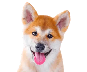Shiba Inu