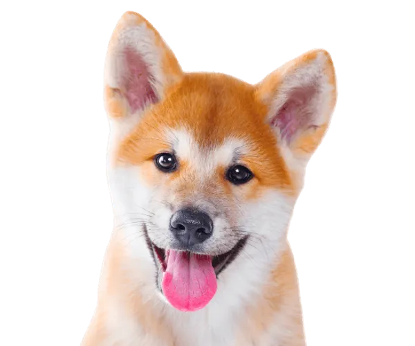 Shiba Inu Bild