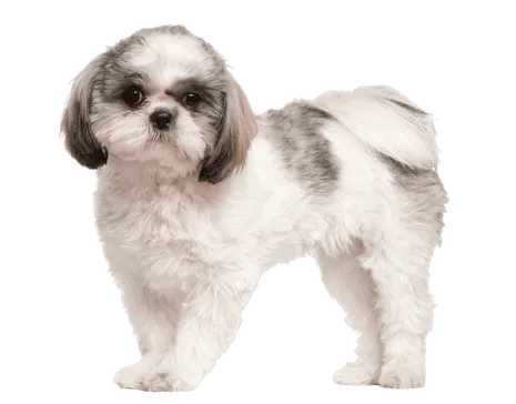 Shih Tzu Puppy
