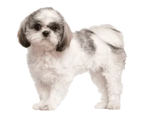 Shih Tzu Puppy