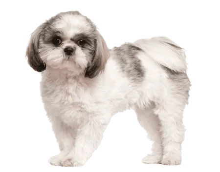 Bild für Shih Tzu