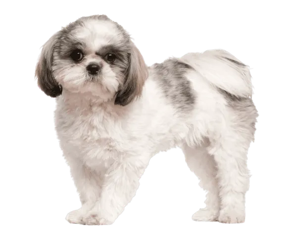 Shih Tzu Bild